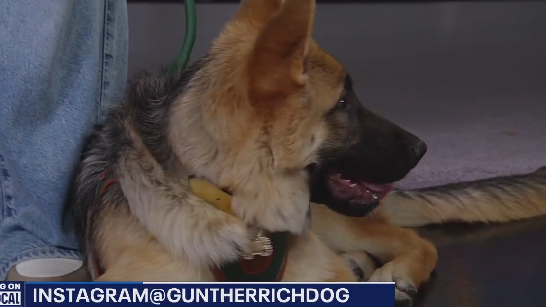 Good Day LA welcome the world's richest dog!