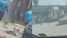 Dog dragged through parking lot by volunteer