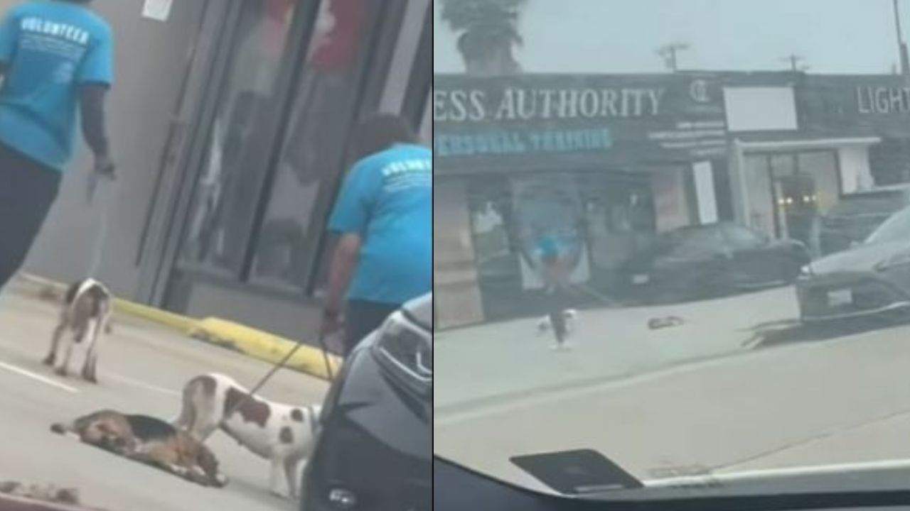 Dog dragged through parking lot by volunteer