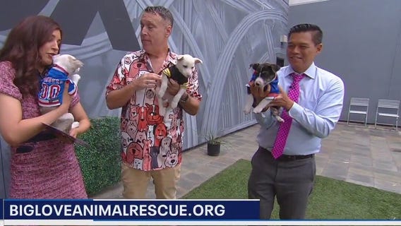 'Stanley Pup' action at Good Day LA