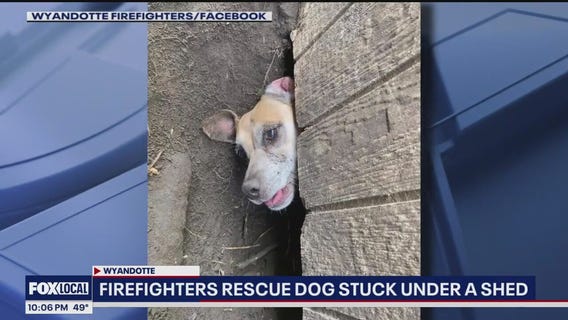 Bus crashes into apartment building, 2 shot on highway, dog rescued from under shed and more