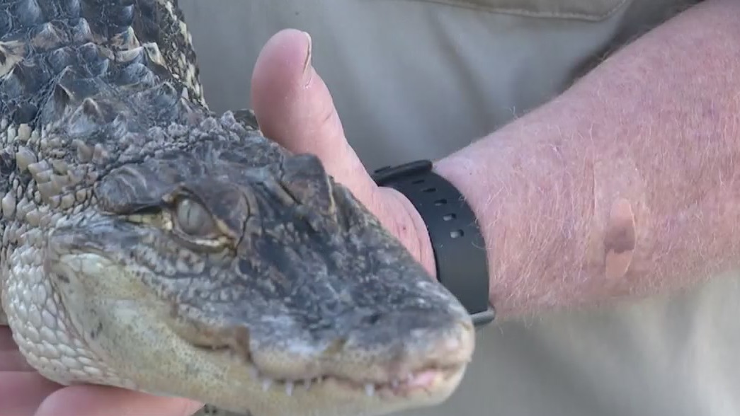 Alligator rescued after being found in Michigan neighborhood