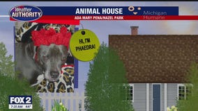 Welcome Phaedra, Stella, Coco Chanel