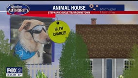 Welcome Charlie, Petey, Archie