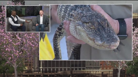The Rundown: Alligator found Downriver, speed boat flips, strip club shuttered after teens discovered inside