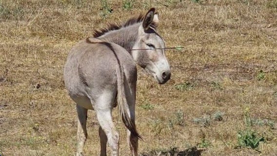 Wild donkeys shot with arrows