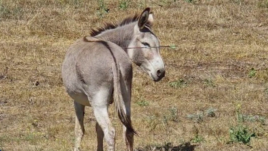 Wild donkeys shot with arrows