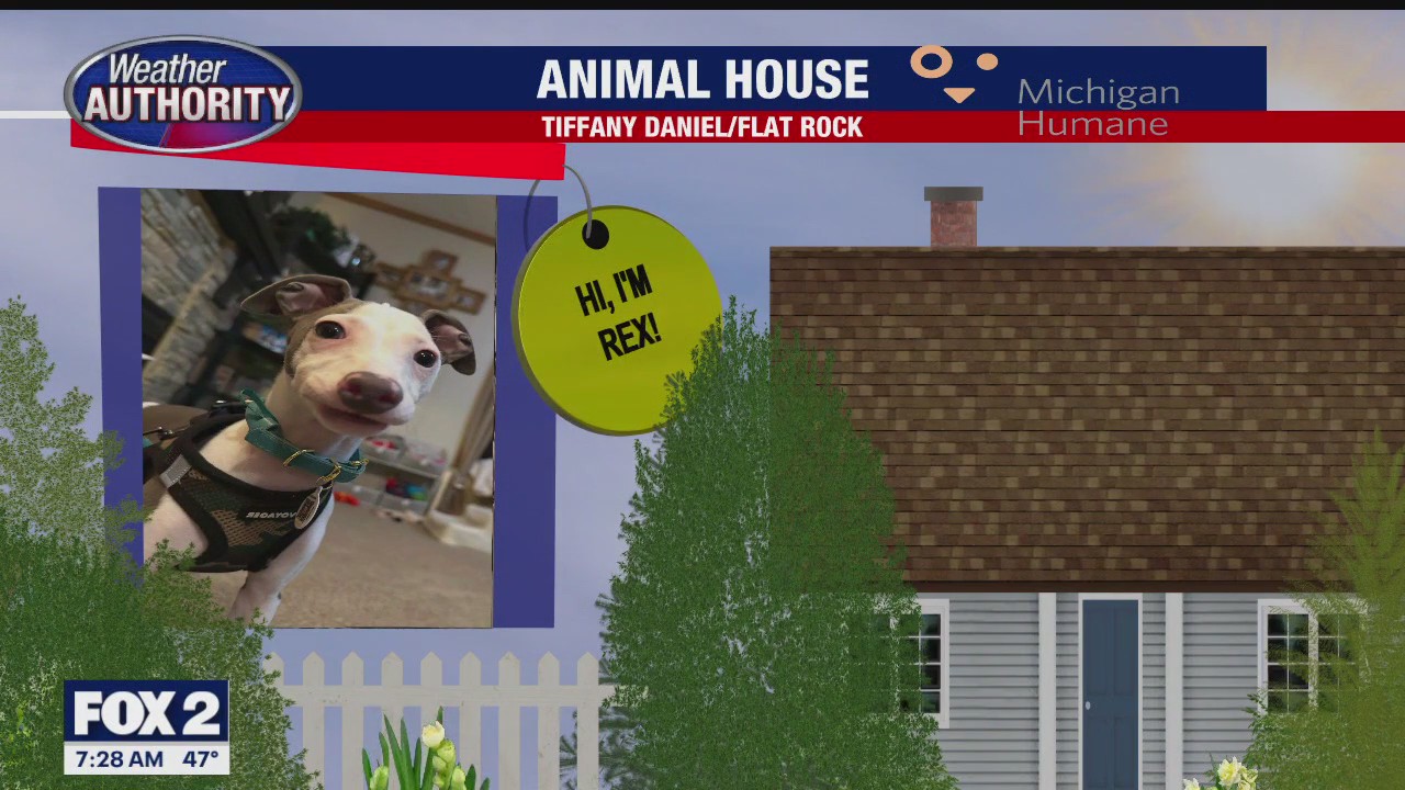 Welcome Rex, Dutton, Bella, Mia