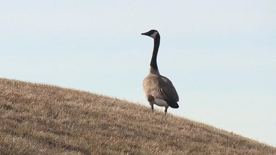 Michigan goose gassing plan paused