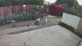 Shirtless man attacks gardener in Brentwood