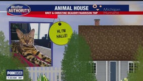 Welcome Halle, Daphne, Pacina