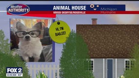 Welcome Bailee, Coco, Jax