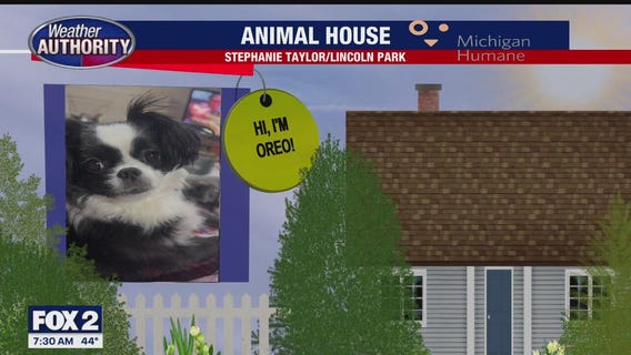 Welcome Oreo, Zina, Sammy