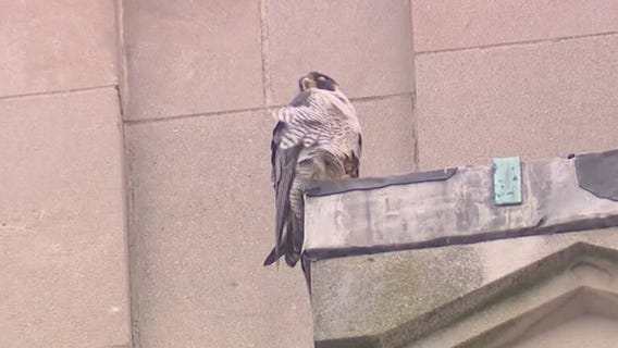 Mt. Clemens Peregrine Falcons settling into downtown nest