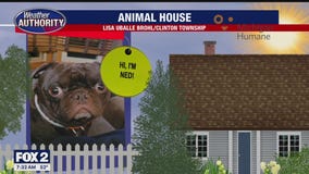 Welcome Ned, Skylar, Mazy, Hazel