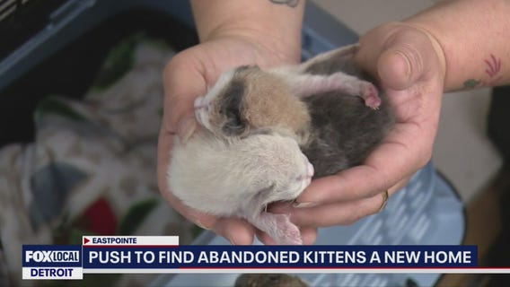 Abandoned kittens found dumped at Eastpointe motel