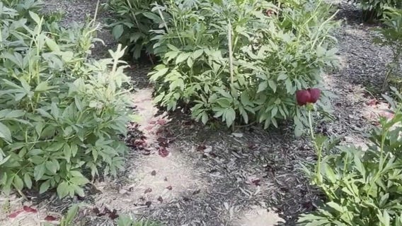Blooming peonies destroyed at University of Michigan garden