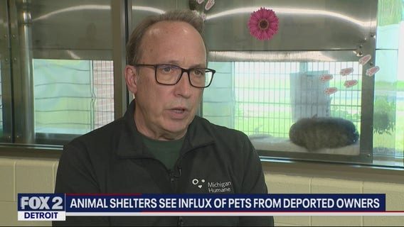 Deported owner side effect leaves animal rescue operations with pets left behind