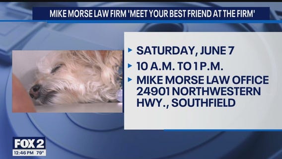 Mike Morse Law Firm to Host 5th Annual 'Meet Your Best Friend at the Firm' Pet Adoption Event in Partnership with MI Humane - June 7, 2025