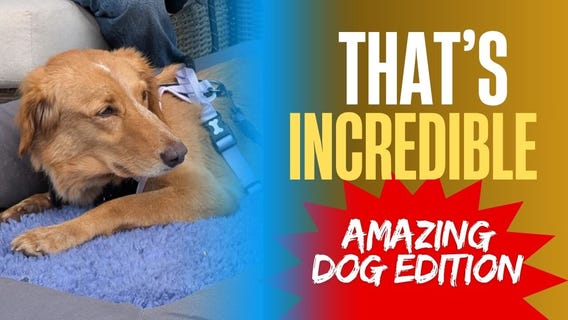 That's Incredible: Swimming Dogs & Bike-Riding Sink Thieves