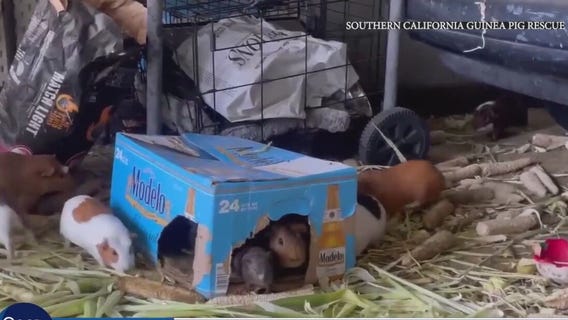 400 guinea pigs found in South LA hoarder home