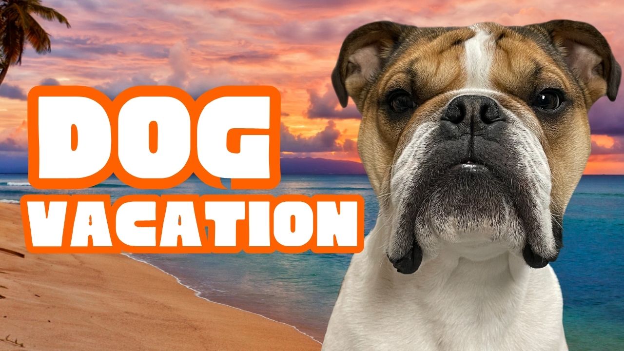 Vacation With Your Pet?Good or Bad Idea?