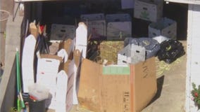 More than 400 guinea pigs found at South LA home