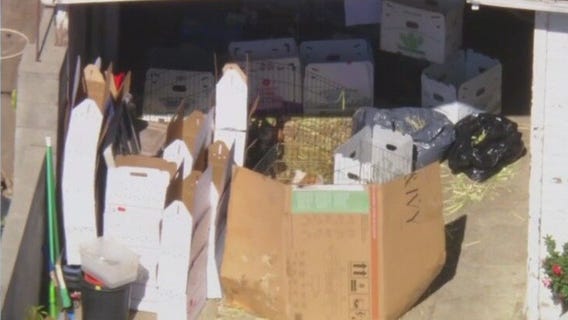More than 400 guinea pigs found at South LA home