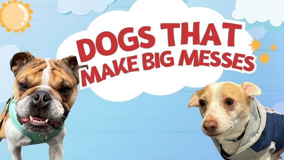 Front Desk-Free Hotels & Dog Mess Mysteries