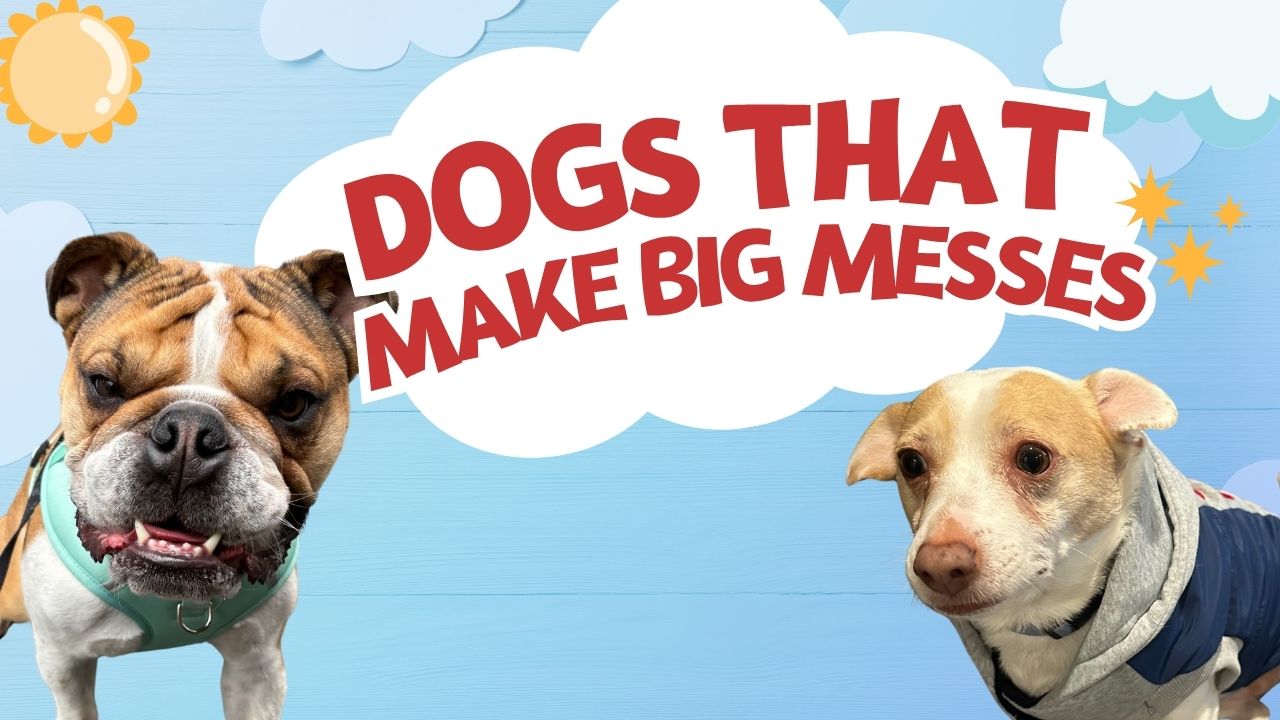 Front Desk-Free Hotels & Dog Mess Mysteries