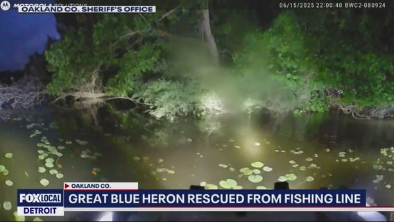 Great Blue Heron saved by Oakland County Sheriff deputies