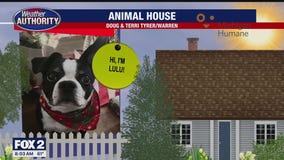 Welcome Mac, Ella, Charlie, Lulu