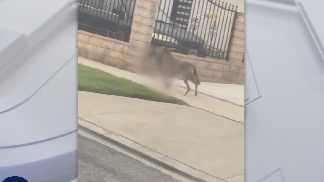 Coyote carries LA family's cat by mouth
