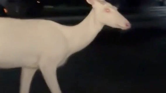 Albino Deer in Farmington Hills