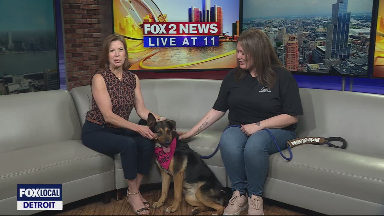 Michigan Anti-Cruelty Society hosting 90th anniversary party