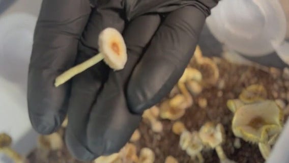 What does the future of psychedelics look like?