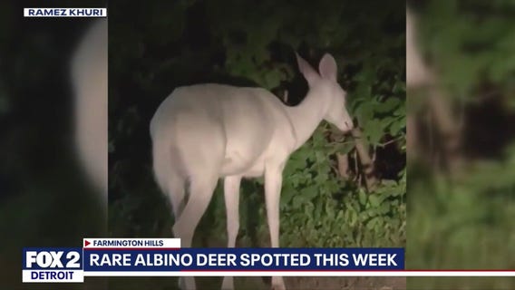 Rare Albino deer seen in Farmington Hills