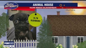 Welcome Scrappy, Frank, Lilly, Rushmore