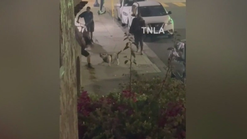 Dog stabbed during Long Beach fight