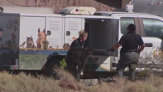 Dogs who mauled jogger removed