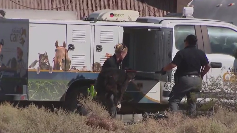 Dogs who mauled jogger removed