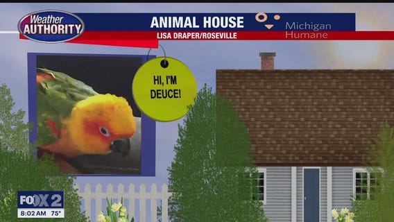 Welcome Deuce, Bentley, Sweet Georgia Brown