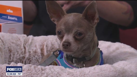 Keeping your pets safe on the 4th of July