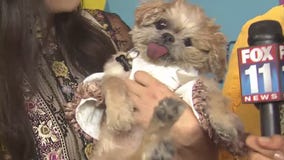 The Streamy Awards in Beverly Hills