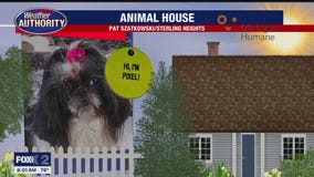 Welcome Cody, Maggie, Pixel