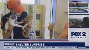 Adopt or Shop part 2 Lori's Stories