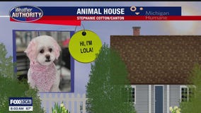 Welcome Lola, Blue, Vinnie