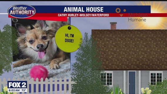 Welcome Dixie, Minnie, Cody