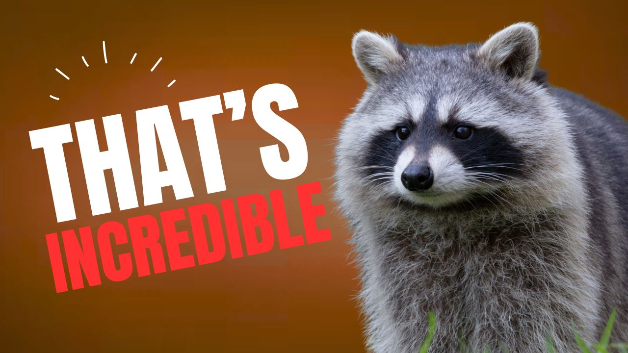 That?s Incredible: Raccoon Rampage & a Monster Truck Mishap