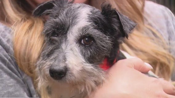 160+ dogs rescued from horrible conditions in Colorado